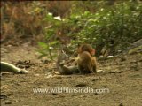 793.Rhesus Macaques Fighting