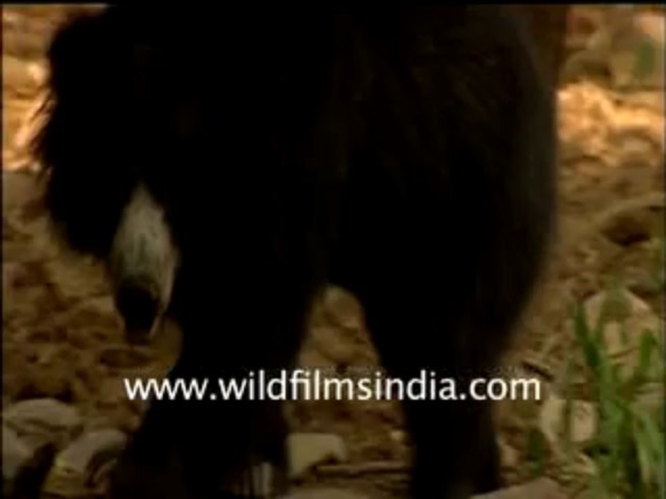 797.Sloth Bear
