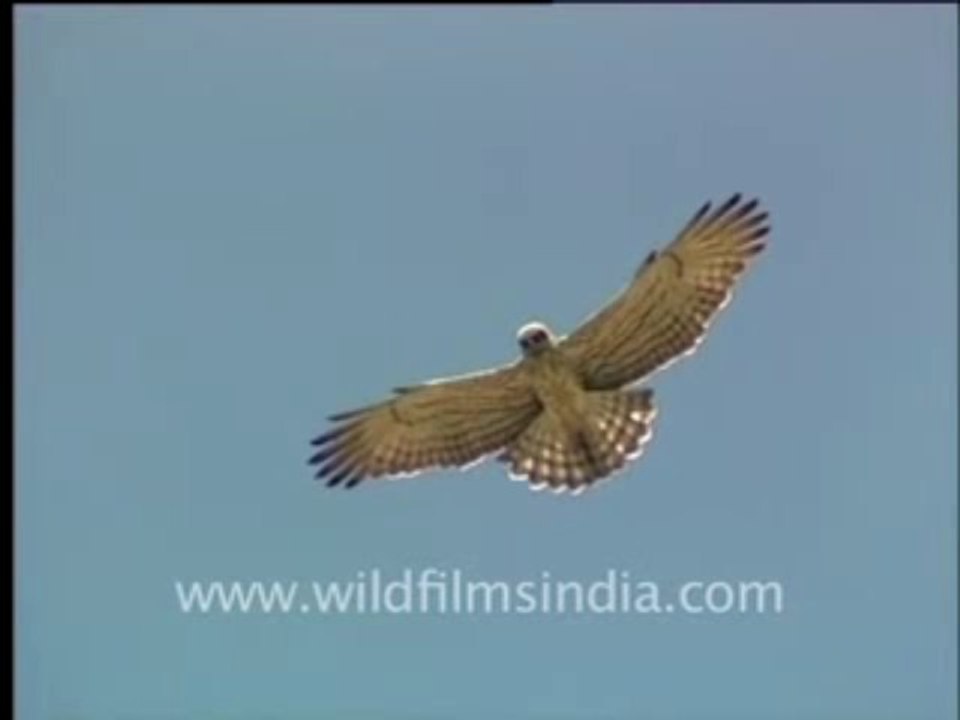 8.Beautiful Indian Eagle doing the Samba
