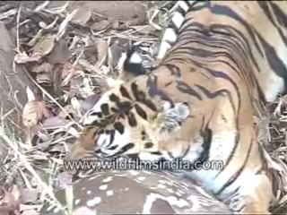 800.Tiger eating Cheetal Deer