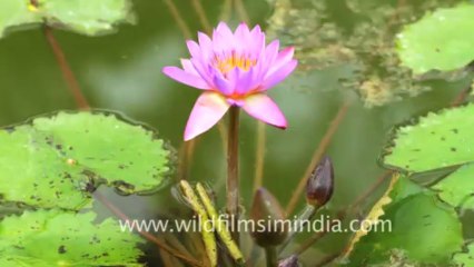822.Water Lily Flower