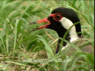 808.Red wattled Lapwing at its nest