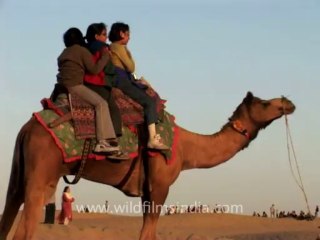 865.Camel ride in Jaisalmer