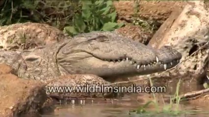 877.Crocodile in National Chambal Sanctuary