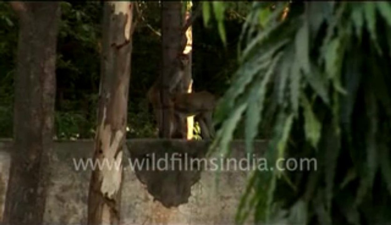 9.Monkeys catch each other