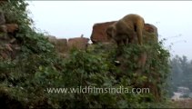 913.Macaques  at Tughluqabad Fort