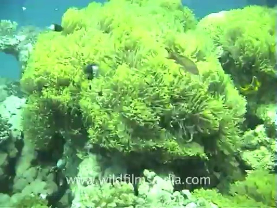 929.Sea Fish