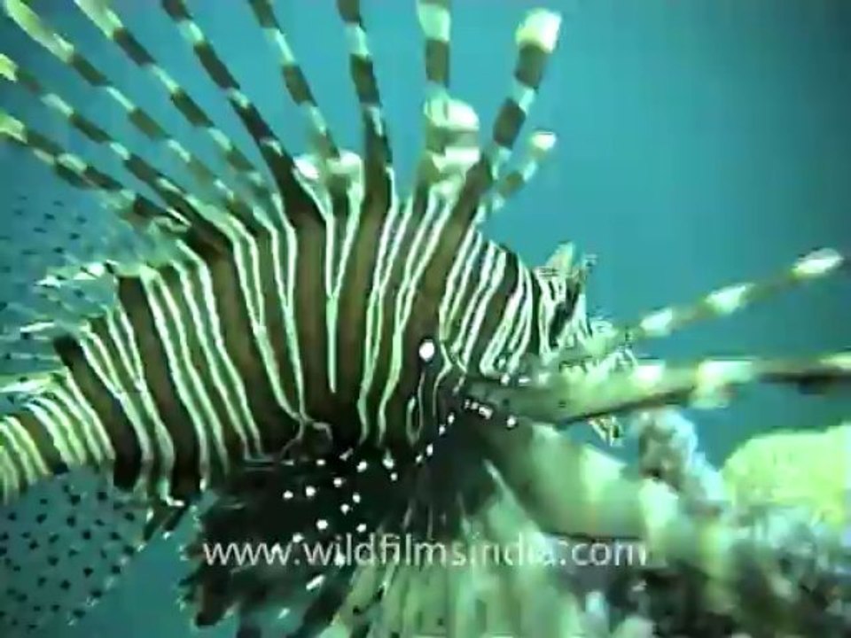 932.Lion Fish