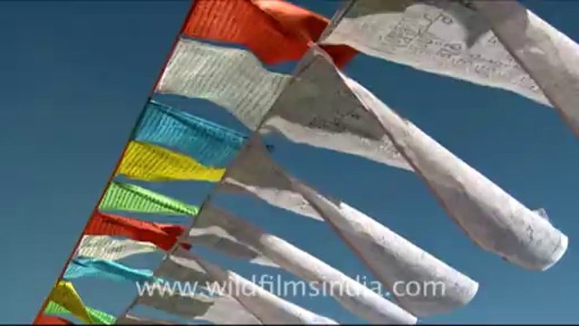 952.Prayer Flags in Ladakh