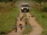 97. Rhesus Macaques being followed