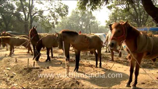 990.Horses at Sonepur Cattle Fair