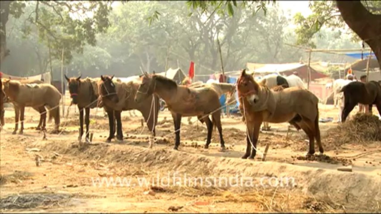 992.Herd of Horses in Sonepur Fair, Bihar
