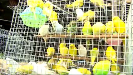998.Birds in Sonepur Mela