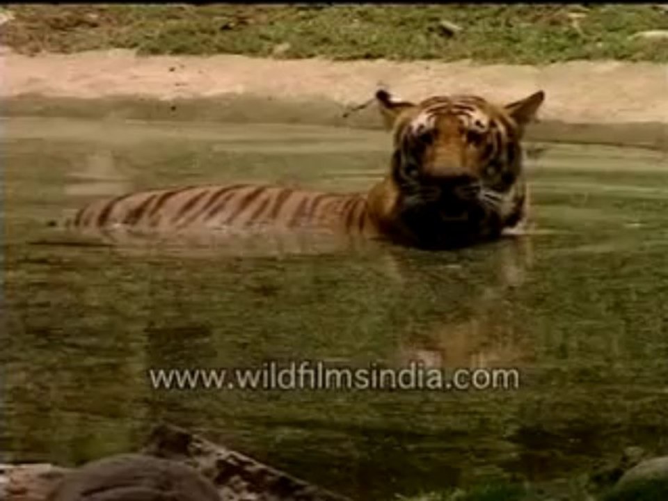 Tiger escaping the summer heat-MPEG-4 800Kbps