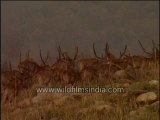 A group of spotted deer -MPEG-4 800Kbps