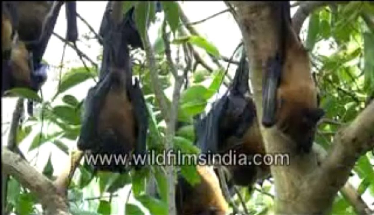 bats on a tree-MPEG-4 800Kbps