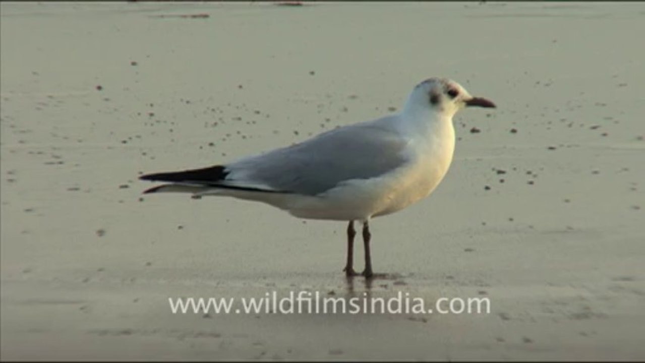 Bird