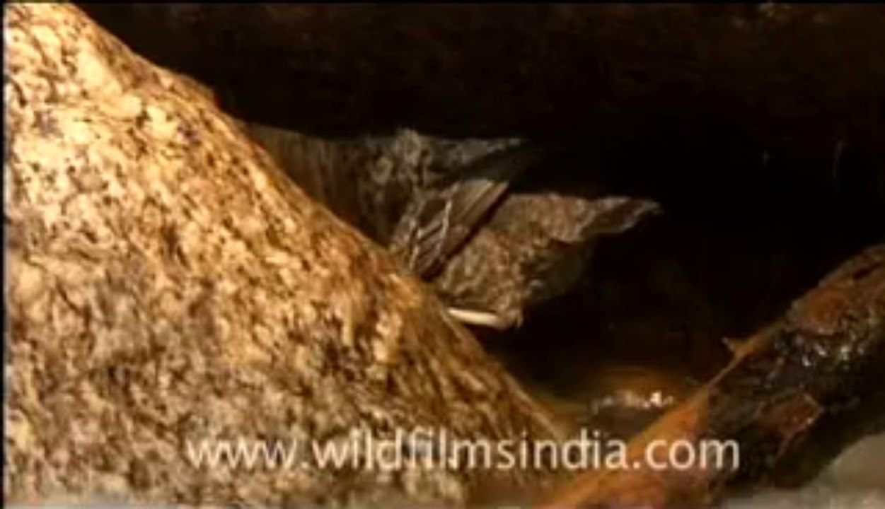 brown dipper final 3-MPEG-4 800Kbps