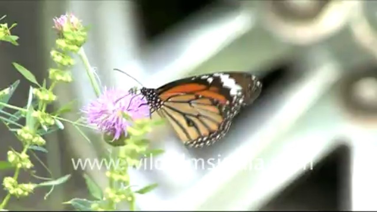 Butterflies