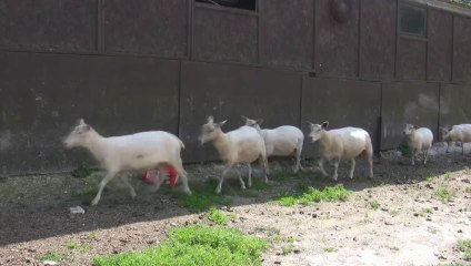Milking at The Seven Sisters Sheep Centre