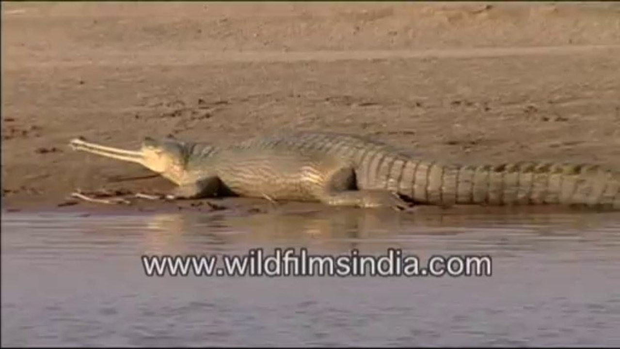 chambal-27