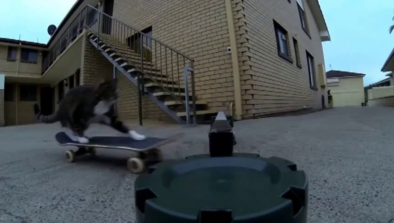 Un chat fait un hippy jump en skateboard