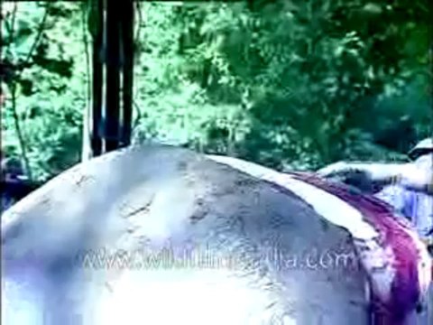 dead rhino_mdv_20b-MPEG-4 300Kbps