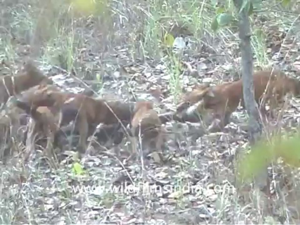 Dhole
