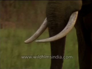 Elephant_Majestic lvory-MPEG-4 800Kbps