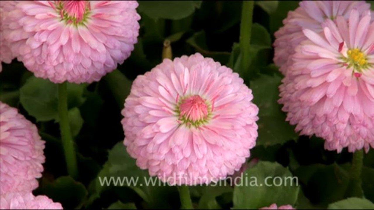 Flowers in landour_1
