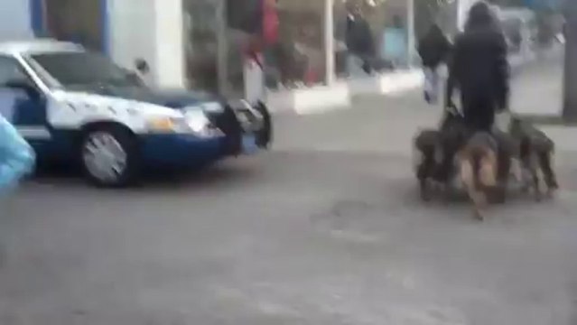 promener 5 bergers allemands sans laisse