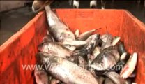 Goat eating fish-MPEG-4 800Kbps