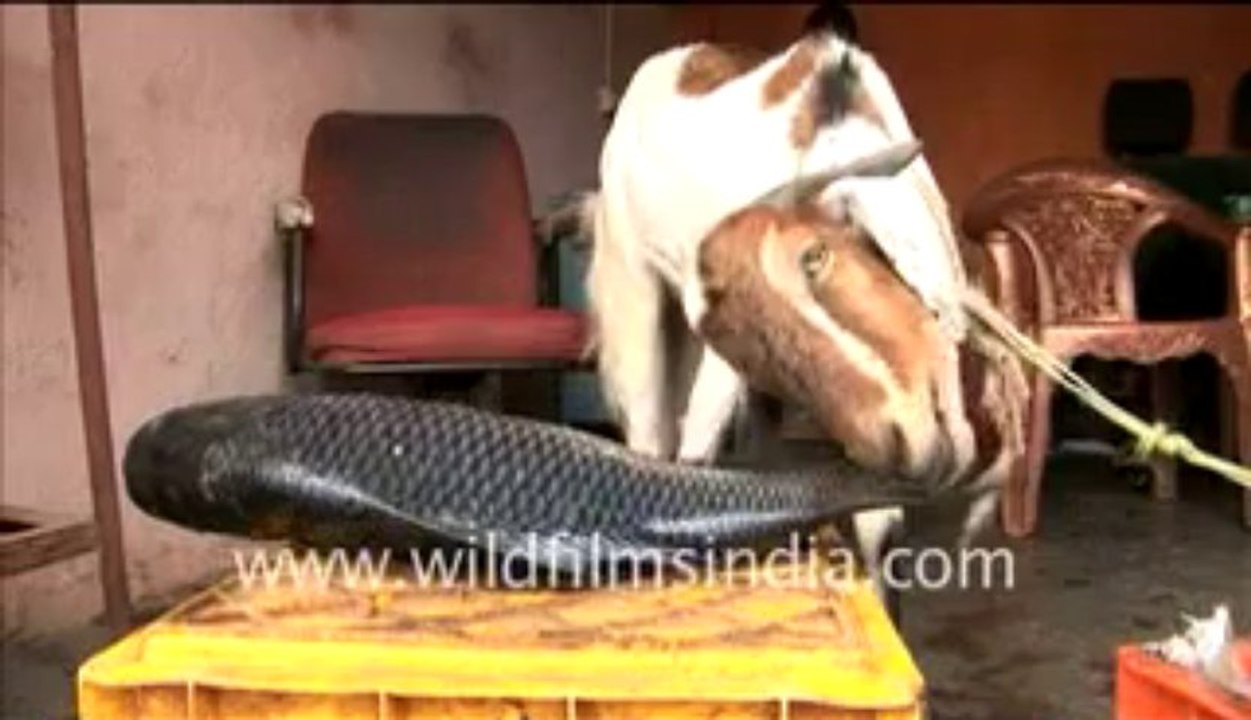 Goat eating fish_2-MPEG-4 800Kbps