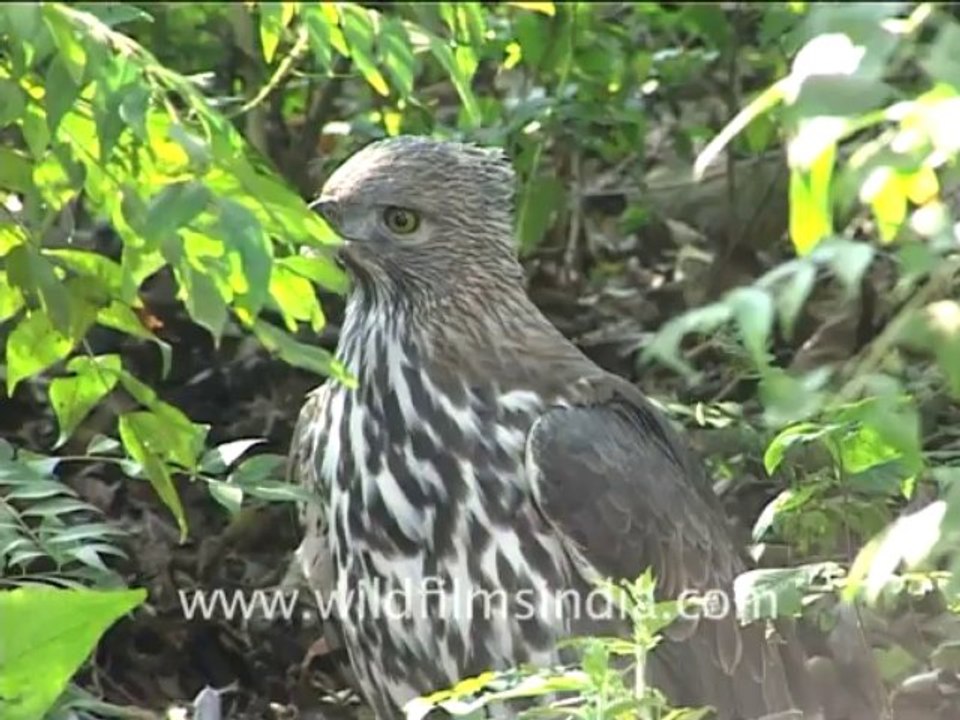 Hawk eagle