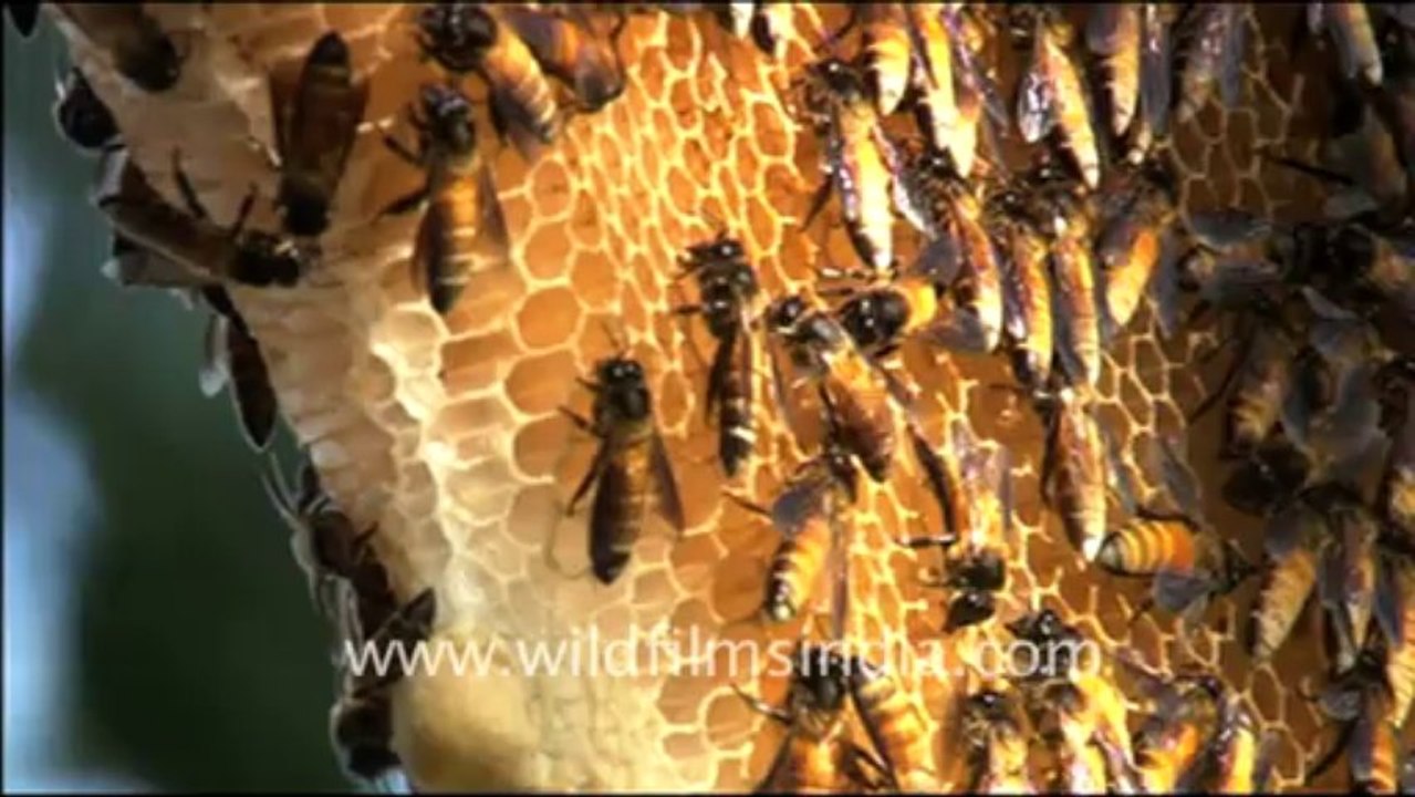 Honey bees