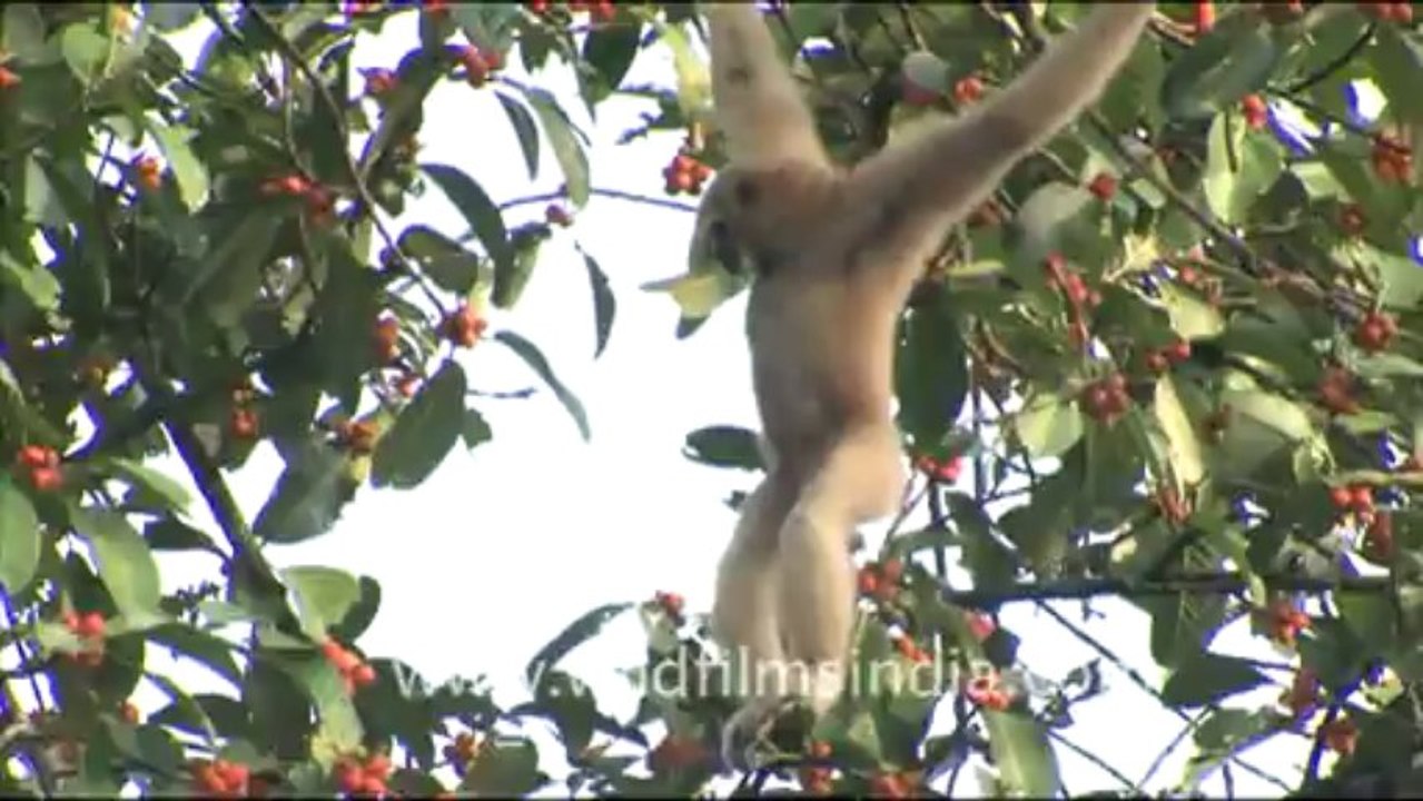 Hoolock gibbon_hdv_tape_18_1