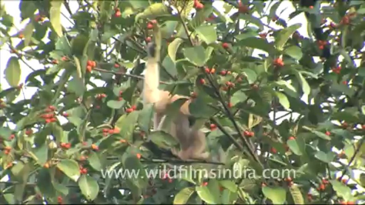Hoolock gibbon_hdv_tape_18_2