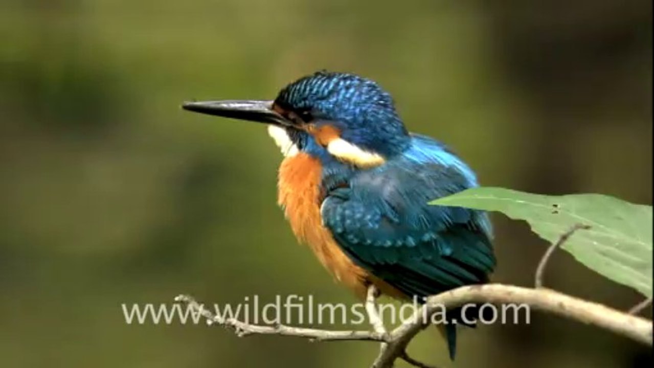 King fisher