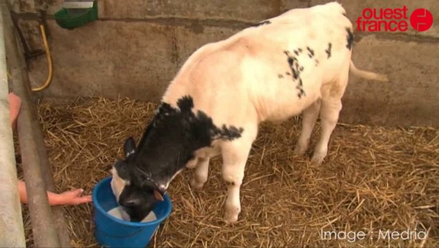 SPACE 2013 - Medria, les vaches connectées