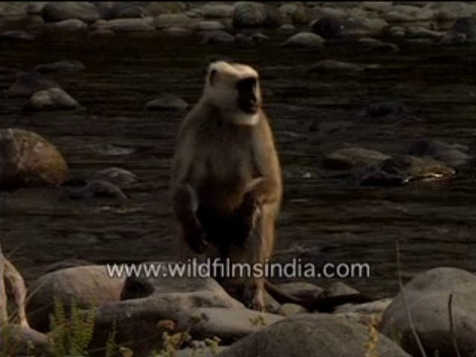 Langur in depression-MPEG-4 800Kbps