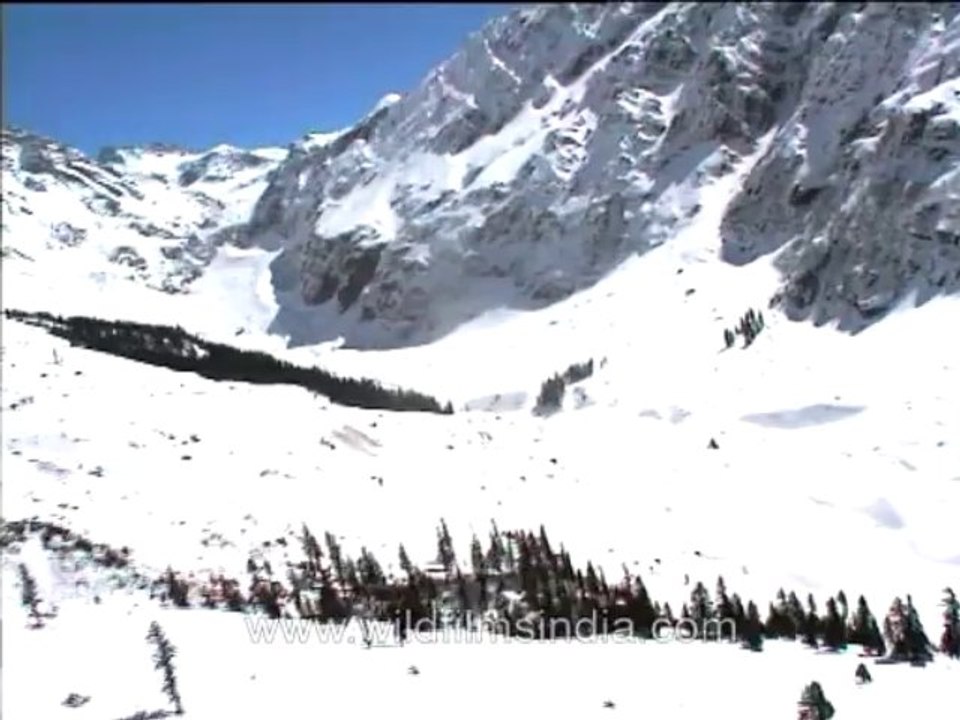 Malana nala-mdv-168-5