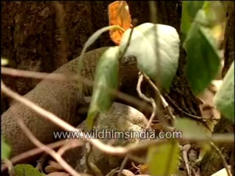 Monitor lizard in the wild-MPEG-4 800Kbps