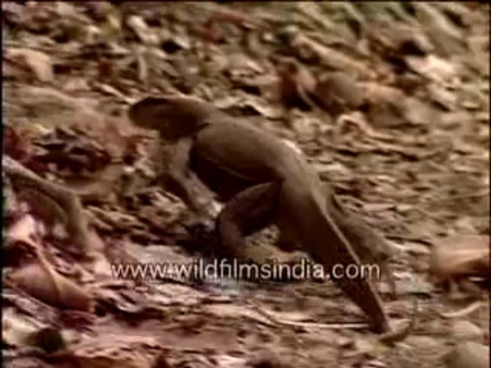 Monitor lizard-MPEG-4 800Kbps