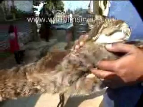 Naga hunter-MPEG-4 300Kbps