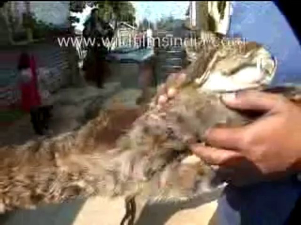 Naga hunter-MPEG-4 300Kbps