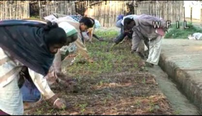 Tea Factory-MPEG-4 800Kbps
