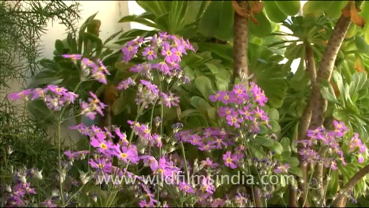 primulas
