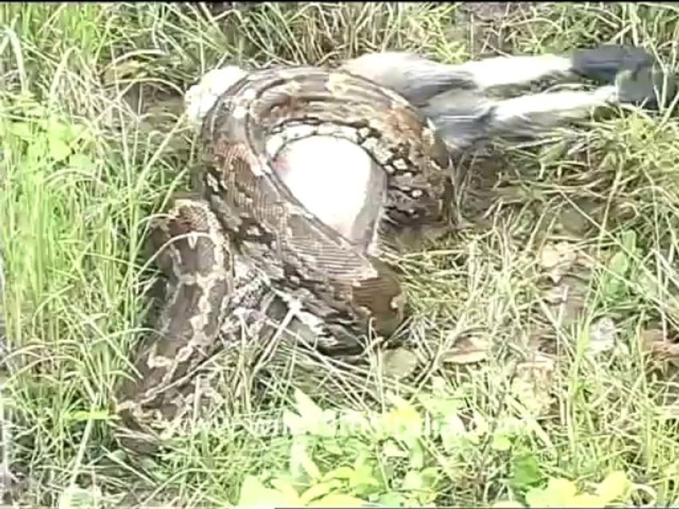 Python eating langur
