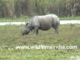 rhino 16-MPEG-4 800Kbps
