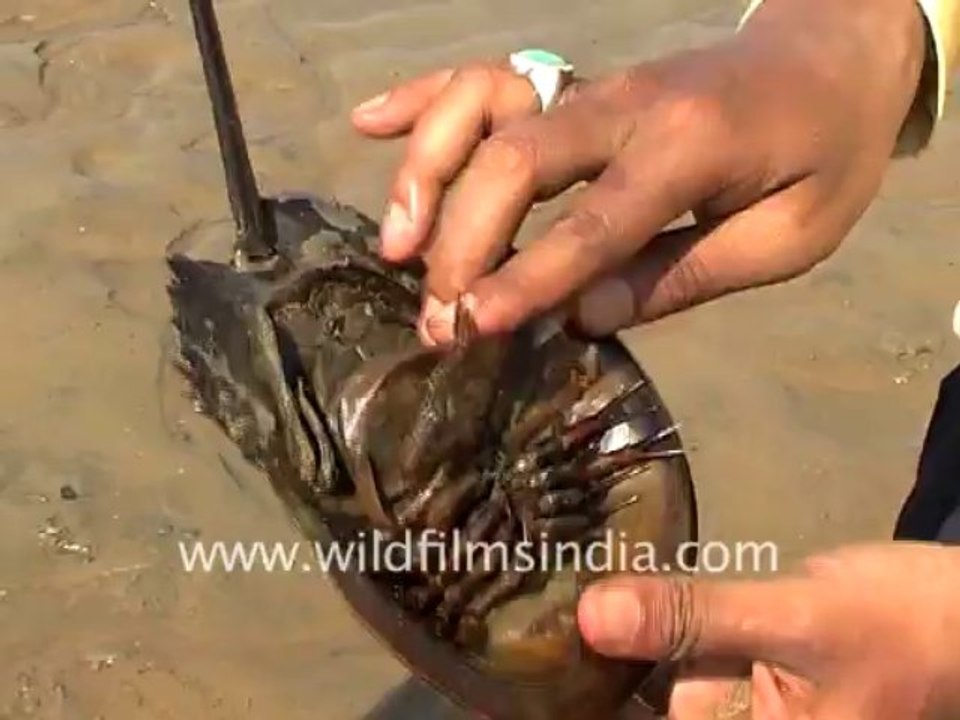 Sea animal